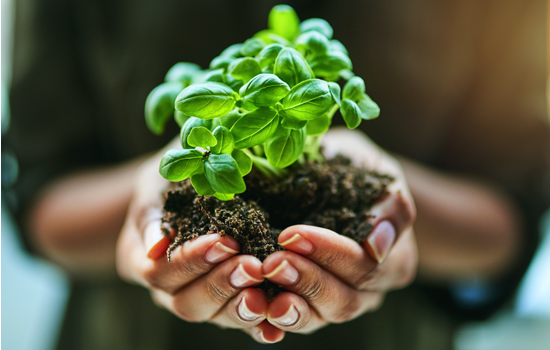 Hands holding a plant