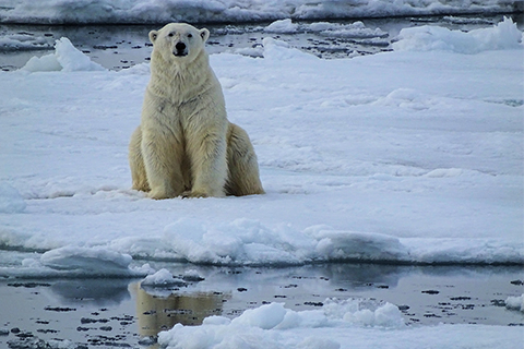 Polar Bear